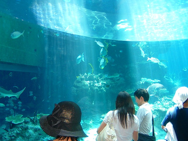 沖縄の美ら海水族館は色々な魚が見れて楽しい